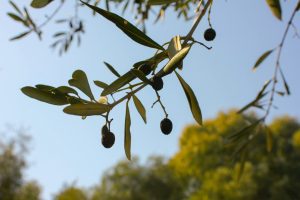 An olive branch